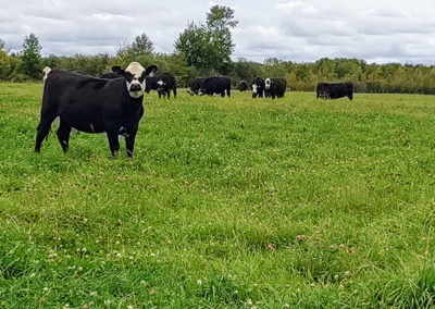 Heifers in the field