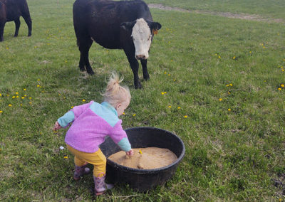 Little girl playing near friendly cow